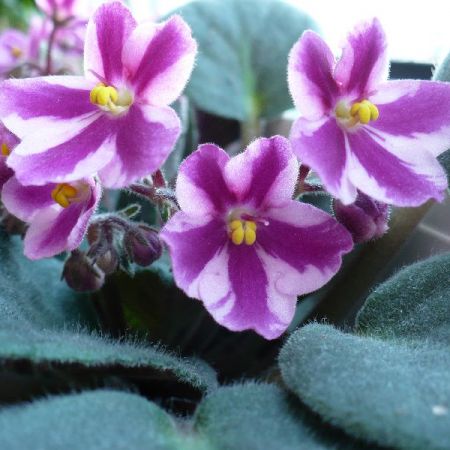 Plantele exotice si ingrijirea lor pe timpul iernii